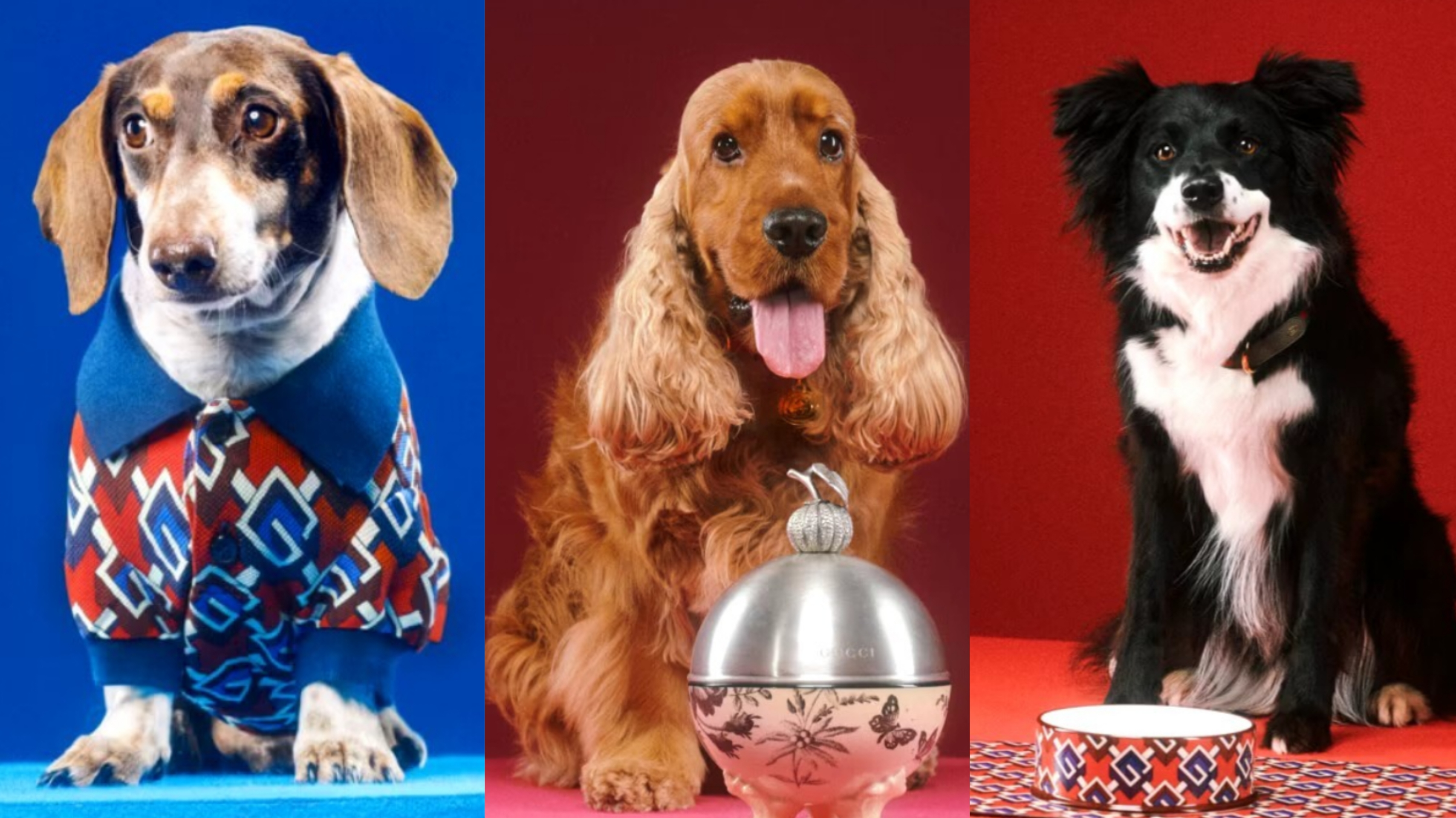 Gucci Pet Collection