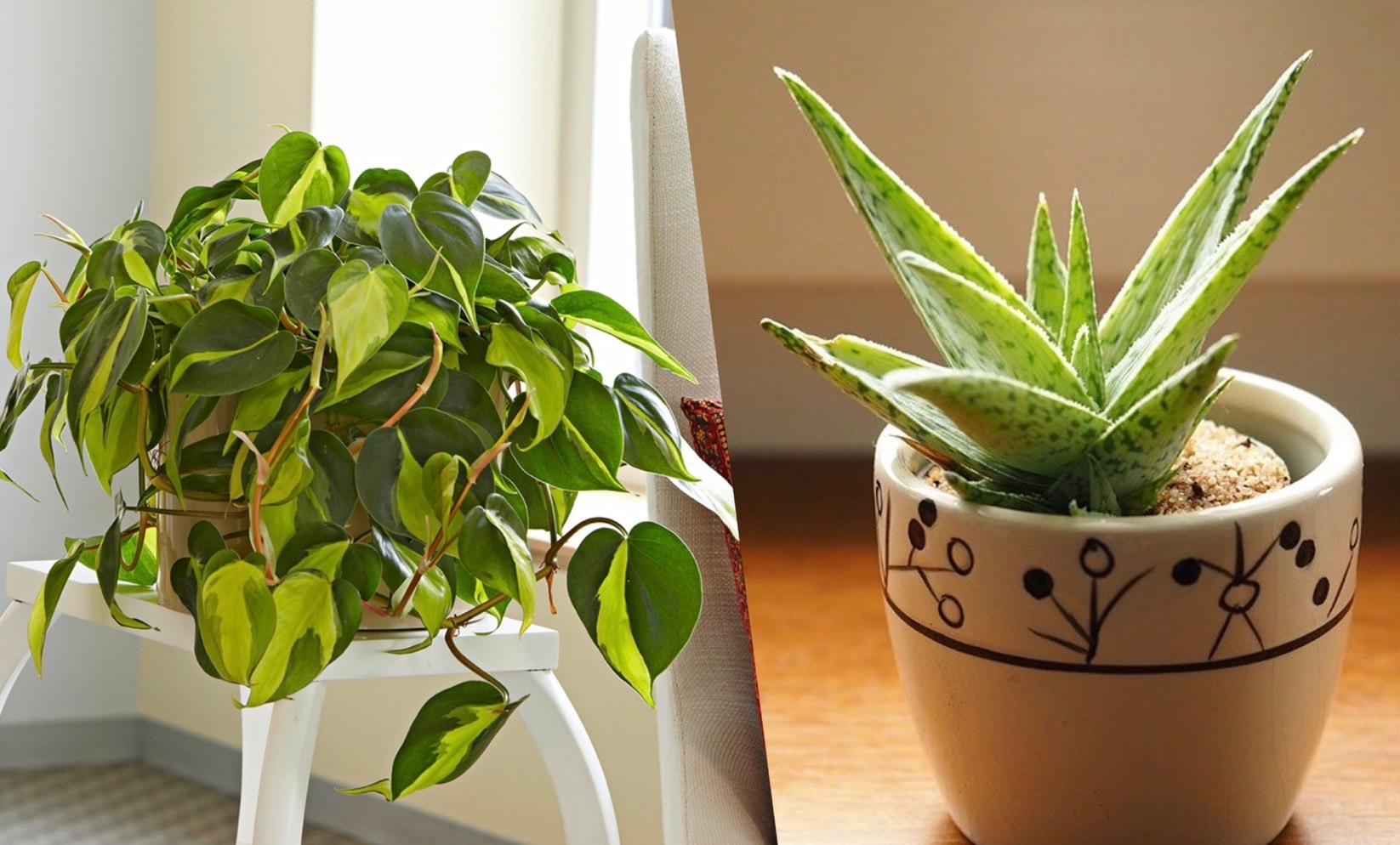 bedroom plants