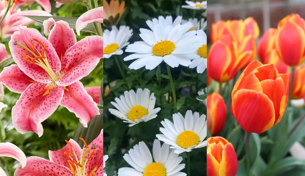 ดอกไม้ ความรัก