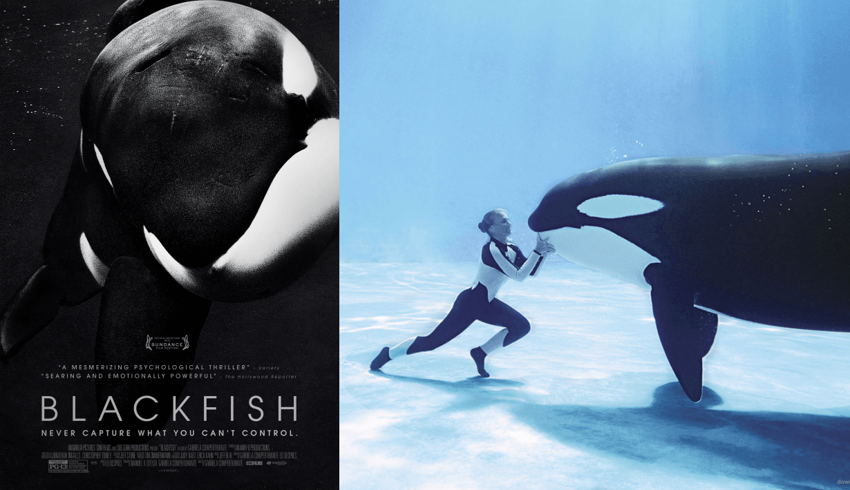 blackfish