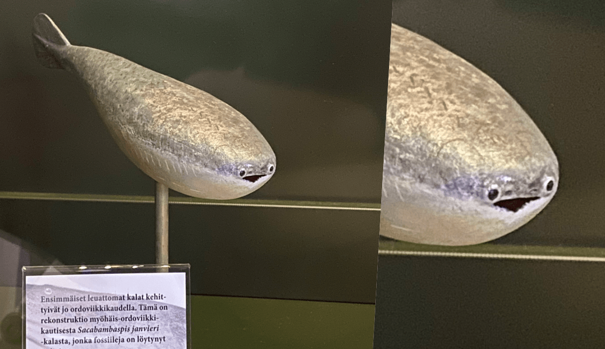 ปลาซาคาบัมบัสพิส