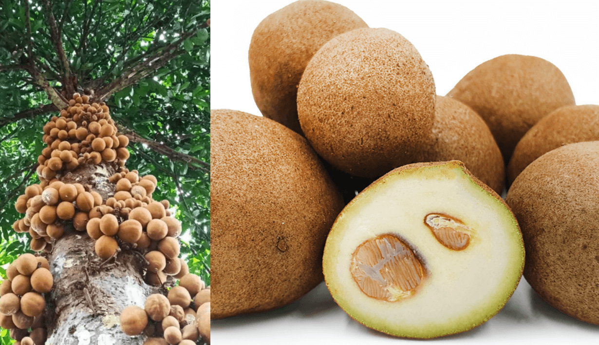 Kepel, คีเปล, ผลไม้อินโดนีเซีย, ผลไม้คีเปล, ผลไม้ Kepel